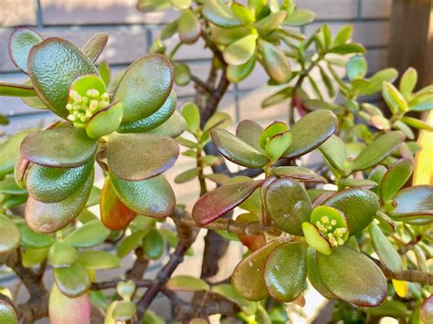 風水植物|風水効果がある観葉植物20選｜金運・恋愛運が上がるのは？置き 